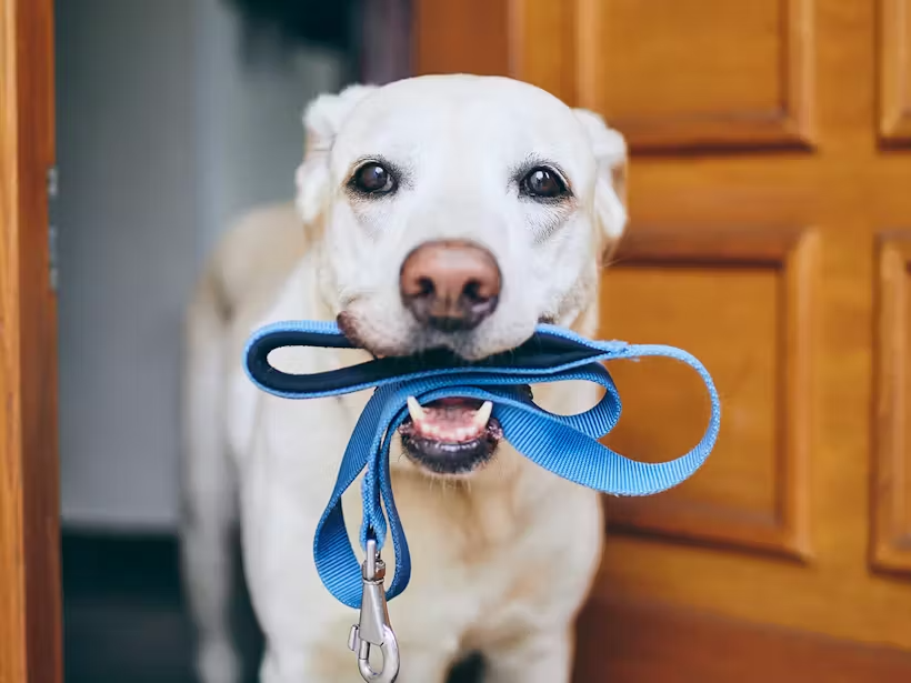 dog with leash